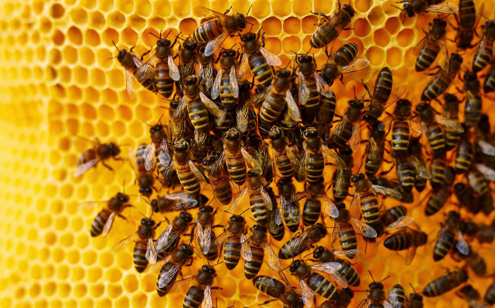 Bees on honeycomb 301a3f5a-ca16-4847-ae80-3e482be7bf90.jpg