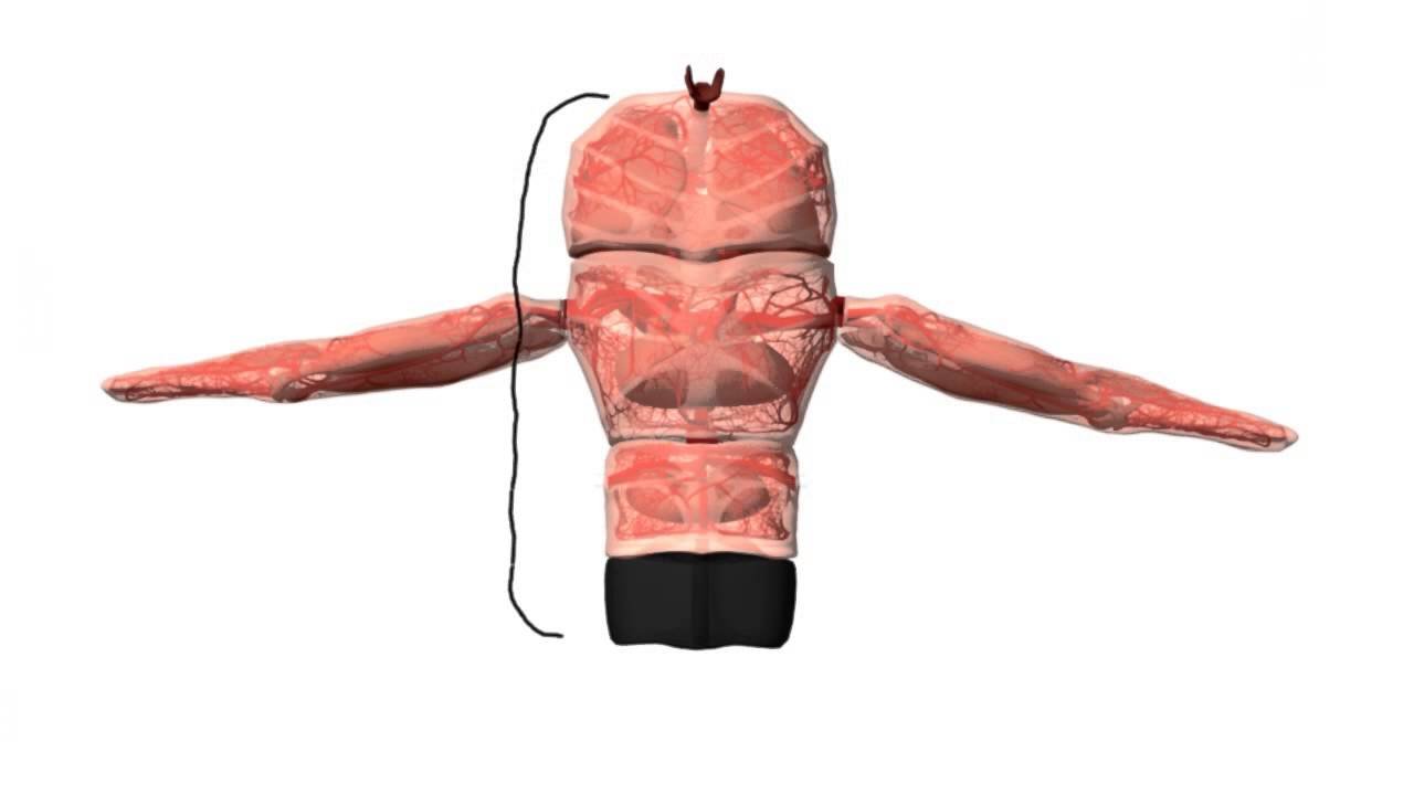 The Modular Body OSCAR The Modular Body_OSCAR.jpg