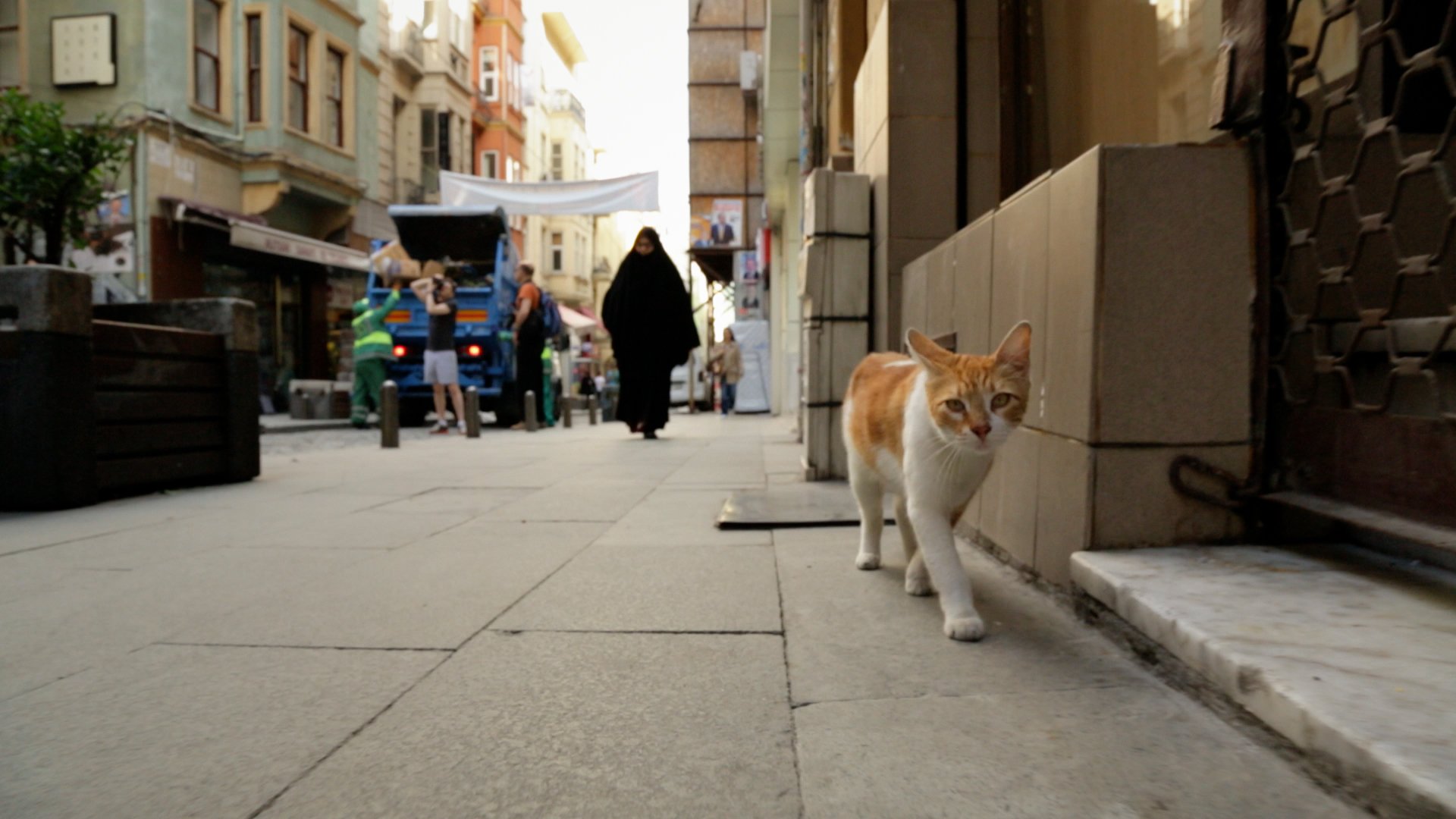 Kedi. Film Still 13 - Yellow Sh_t in KEDI.jpg