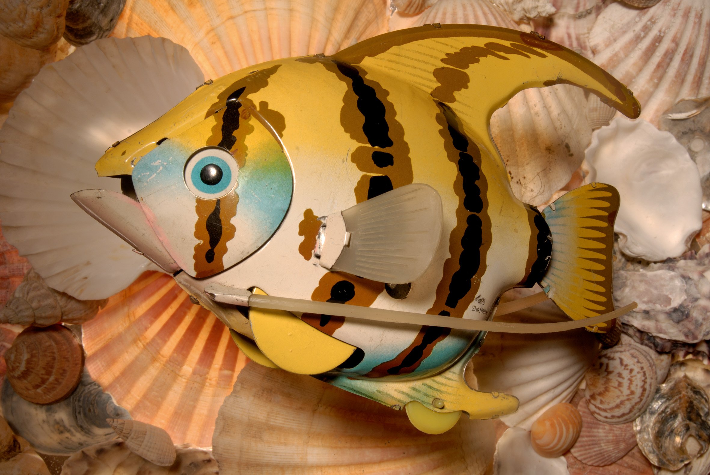 Angel Fish, Shanghai, China, circa 1950 04) Angel Fish, Shanghai China.jpg