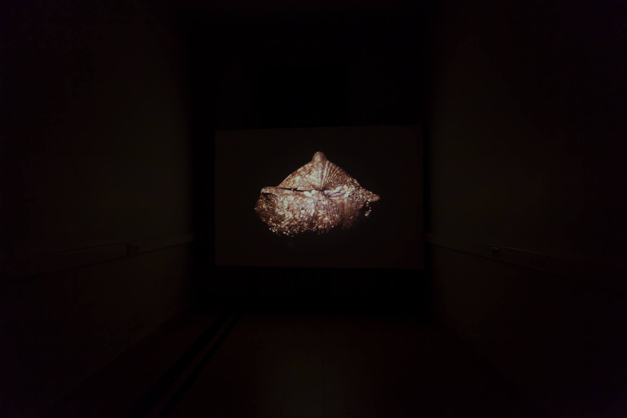Fossil Locomotion, Floris Vanhoof, 2016, België E7. Fossil Locomotion.jpg