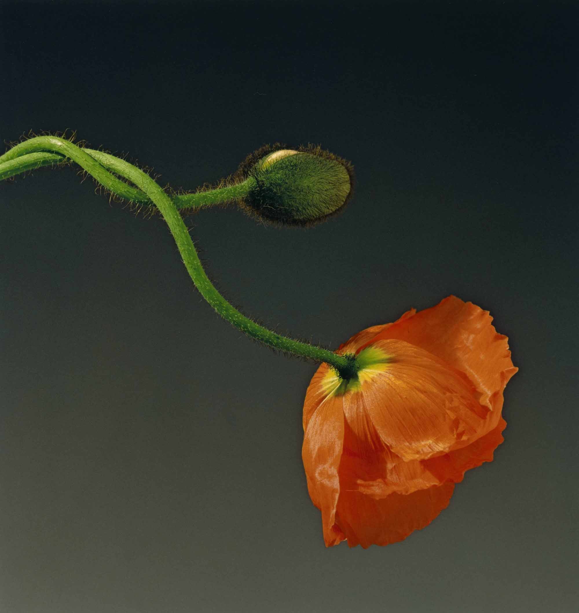 Poppy (1988) 015_RobertMapplethorpe_KunsthalRotterdam.jpg