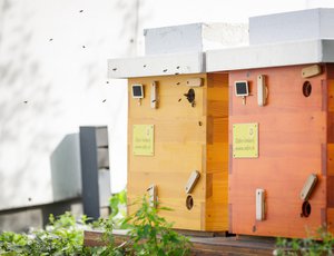 Meimaand bijmaand 2020