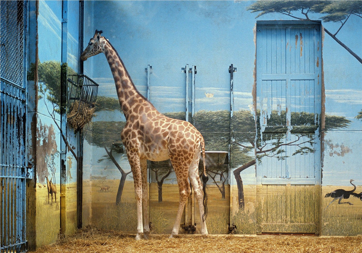 Candida Höfer, Zoologischer Garten Paris II, 1997, Courtesy the artist Candida Ho╠êfer, Zoologischer Garten Paris II 1997. Courtesy kunstneren LR.jpg