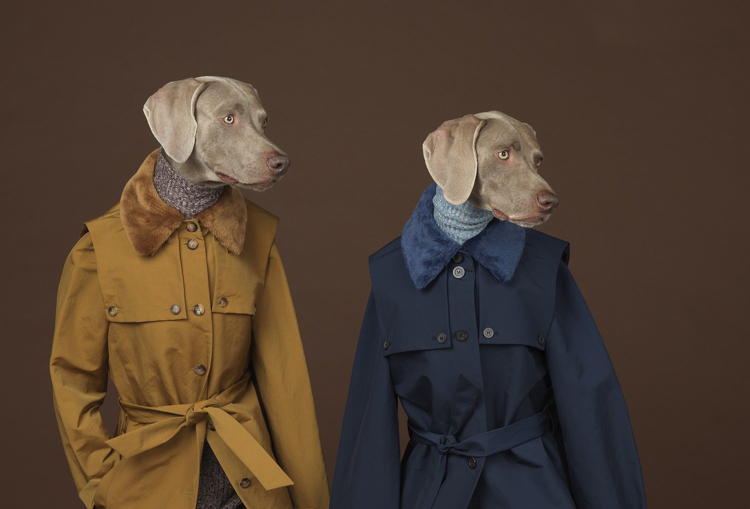 William Wegman, Looking Right, 2015. Courtesy the artist William Wegman, Looking Right, 2015. Courtesy kunstneren LR.jpg