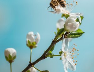 Meimaand bijmaand 2026