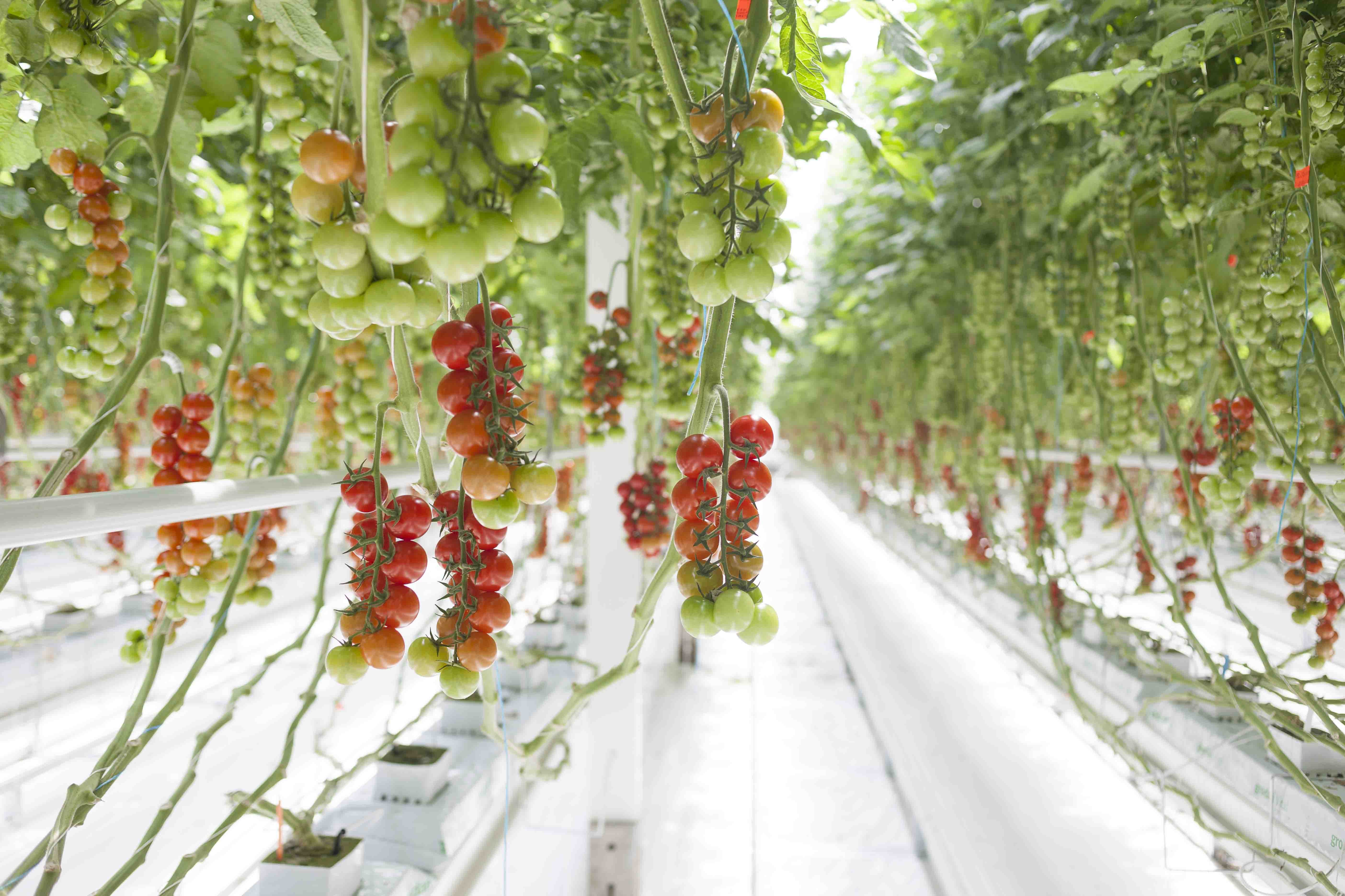 Beelddrager-Tomatenfabriek.jpg