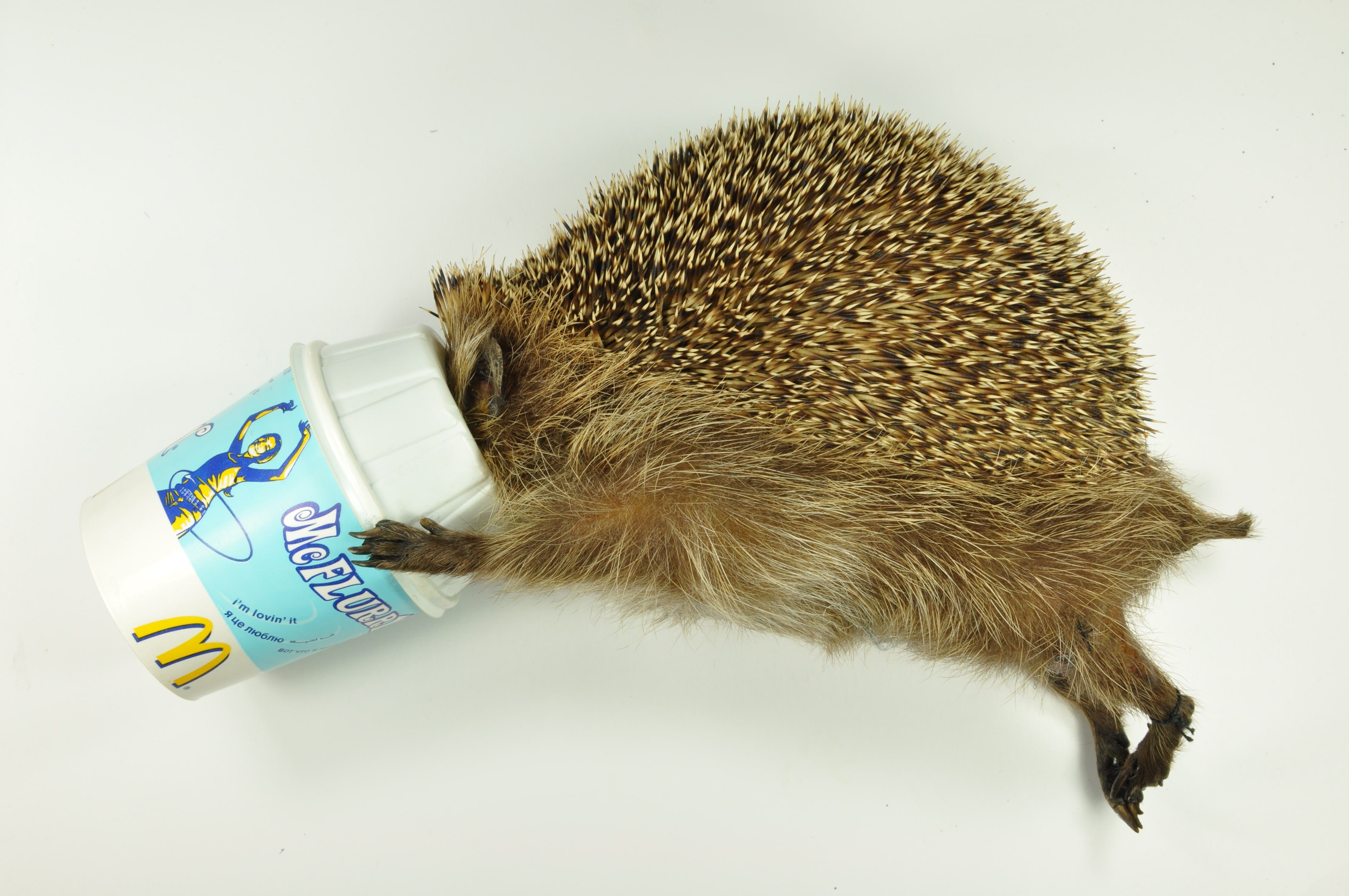 McFlurry egel © Natuurhistorisch Museum Rotterdam McFlurry egel_collectie_NatuurhistorischMuseumRotterdam-min.jpg