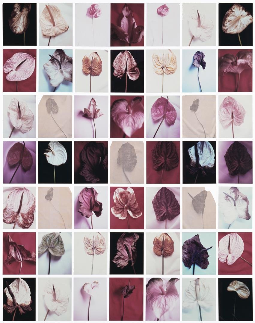 01-Marcel van der Vlugt - 49 Anthuriums, 1990-1993 - LR.jpg