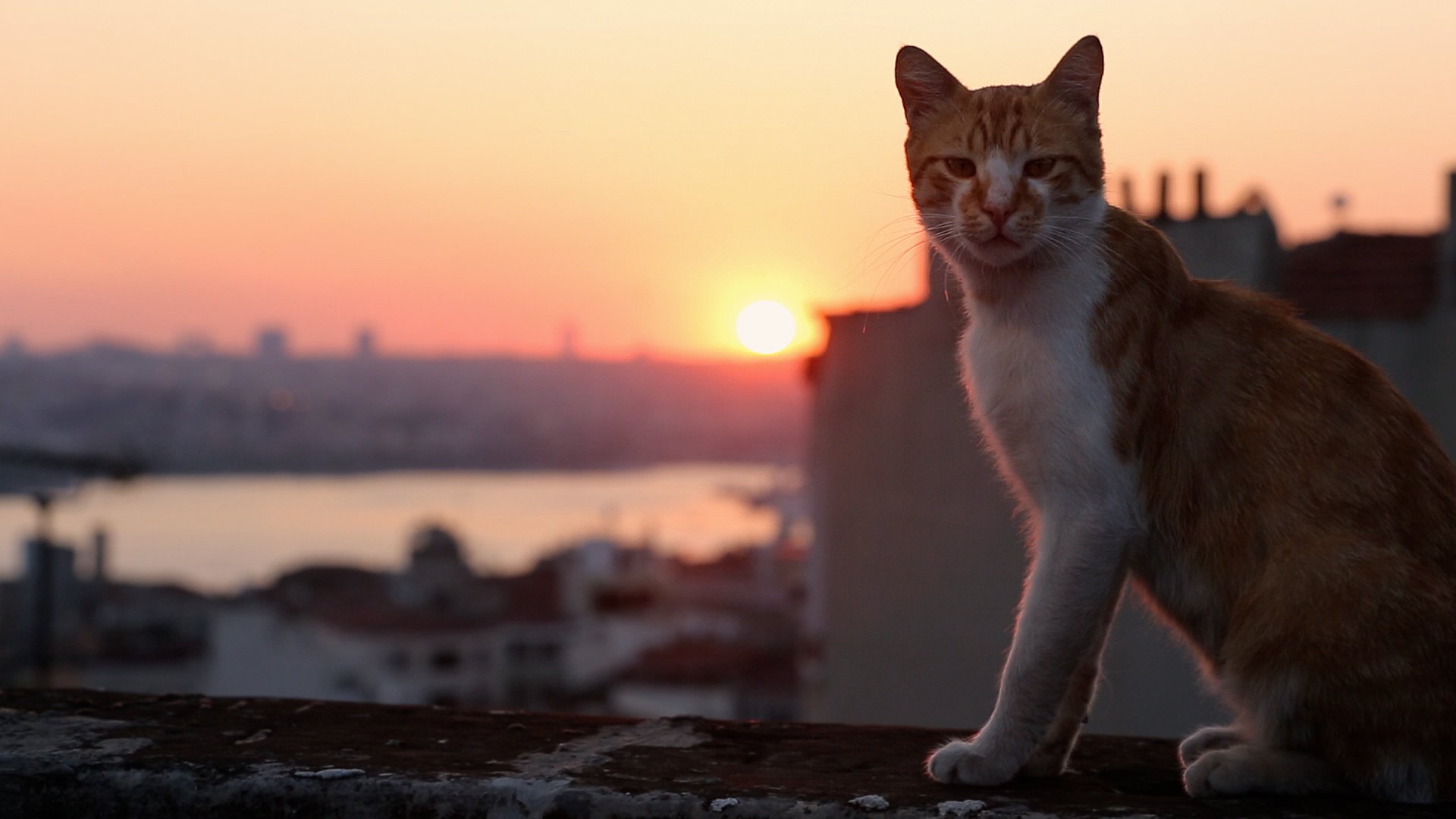 Kamil in KEDI. Film Still 10 - Kamil in KEDI.jpg